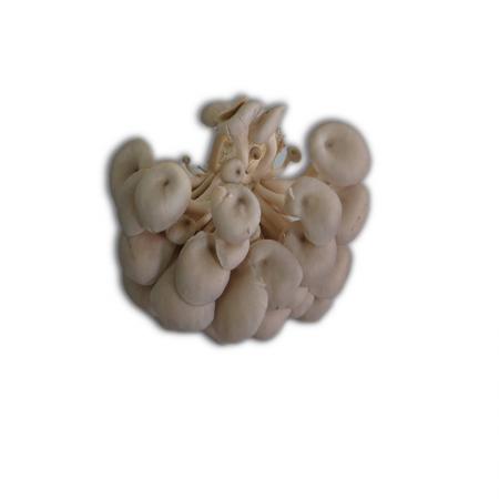 平菇